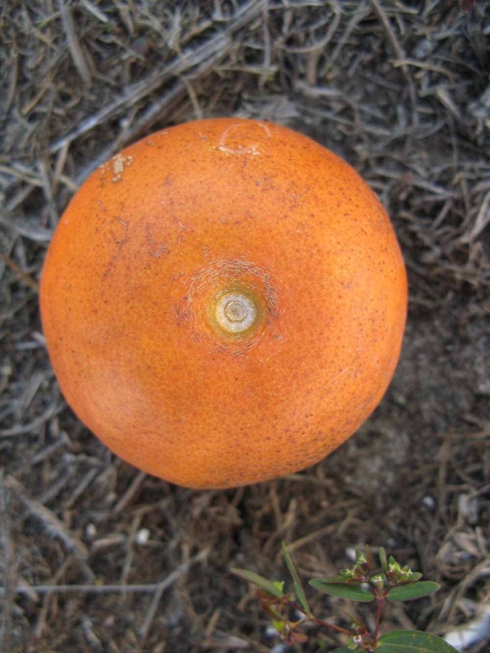              Fruit (Winter Haven, FL)       